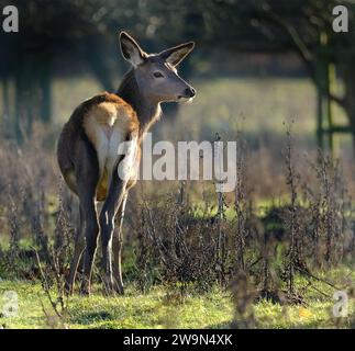 Der europäische Damwild, auch bekannt als gewöhnlicher Damwild oder einfach Damwild, ist eine Art von Wiederkäuern, die zur Familie der Cervidae gehört Stockfoto