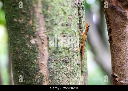 Eine kleine Eidechse klettert auf einen Baum im Kalinago-Territorium auf Segment 6 des Waitukubuli National Trail auf der Karibikinsel Dominica. Stockfoto