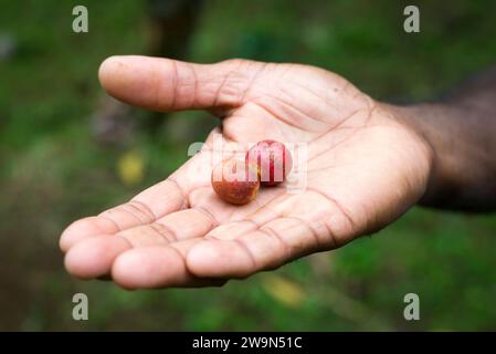 Ein Mann hält Kaffee in der Hand auf Segment 1 des Waitukubuli National Trail auf der Karibikinsel Dominica. Stockfoto