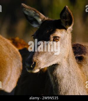 Der Rothirsch ist eine der größten Hirscharten. Ein männlicher Rothirsch wird Hirsch oder hirsch genannt, und ein Weibchen wird Hinterbeine genannt. Stockfoto