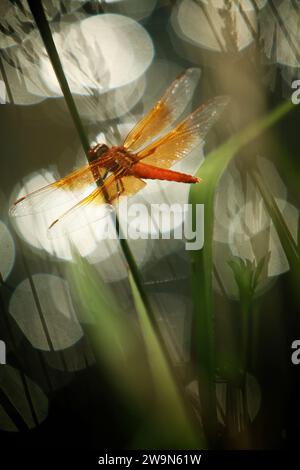 Eine rote Libelle liegt auf einem Grasblatt. Kalifornien. Stockfoto