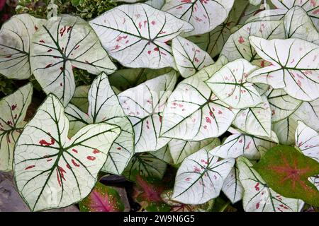 Vollformataufnahme des weißen Caladiumblattes im Garten Stockfoto