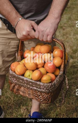 Reife saftige süße Aprikosen in einem Korb, Nahaufnahme männlicher Hände Stockfoto