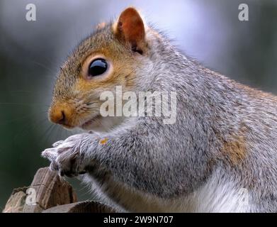 Das östliche graue Eichhörnchen, auch bekannt, vor allem außerhalb Nordamerikas, ist einfach das graue Eichhörnchen, ein Baumhörnchen der Gattung Sciurus. Stockfoto