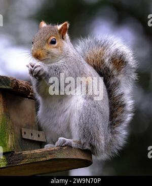 Das östliche graue Eichhörnchen, auch bekannt, vor allem außerhalb Nordamerikas, ist einfach das graue Eichhörnchen, ein Baumhörnchen der Gattung Sciurus. Stockfoto