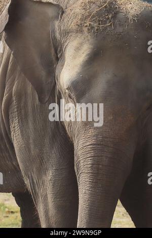 Nahaufnahme eines indischen oder asiatischen Elefantenkalbes (elephas maximus indicus) in einem Safaripark Stockfoto