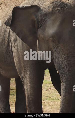 Nahaufnahme eines indischen oder asiatischen Elefantenkalbes (elephas maximus indicus) in einem Safaripark Stockfoto