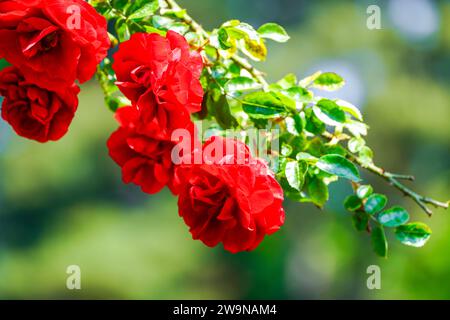 Rosenblüte. Blühende Pflanze in Nahaufnahme. Stockfoto
