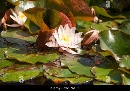 Rosafarbene Seerosenblüte. Blühende Wasserpflanzen aus der Nähe. Stockfoto