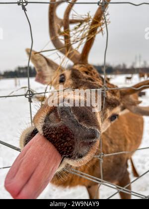 Inmitten der winterlichen enge ragt ein verspielter Hirsch aus der Zunge, ein unbeschwertes Moment, das in der ruhigen Umarmung der verschneiten Landschaft festgehalten wird. Stockfoto