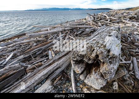 Driftwood Park auf Whidbey Island, WA Stockfoto