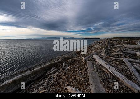 Driftwood Park auf Whidbey Island, WA Stockfoto