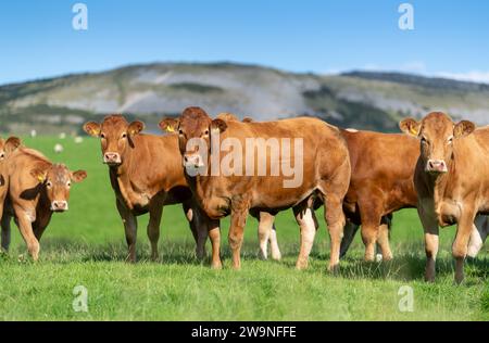 Herde von Stammbaum Limousin Rinder, eine Rasse, die aus der Region Limoges in Frankreich stammt und in den 1960er Jahren erstmals nach Großbritannien eingeführt wurde Grazin Stockfoto