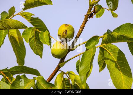 Zwei Walnüsse auf einem Zweig neben Blättern auf einem Walnussbaum im Herbst Stockfoto