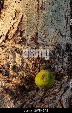 Fruchtbarer und saftiger Ficus Sycomorus „Sakalavarum“, Platanen-Feigen, Feigen-Maulbeeren. Natürliche Nahaufnahme, hohe Auflösung, von skurriler Lebensmittelpflanze Stockfoto