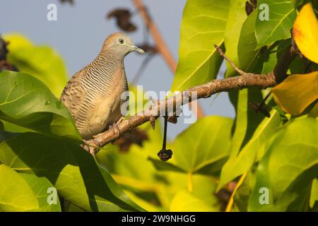 Zebra Dove (Geopelia striata), Liliuokalani Gardens Park, Hilo, Hawaii Stockfoto