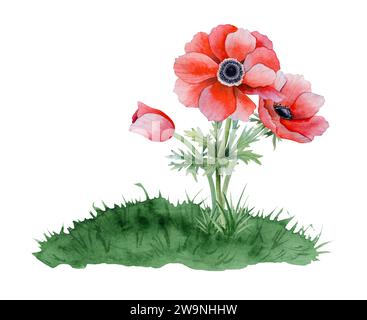 Rote Anemonenblüten und Knospenstrauß wachsen auf Grashügel Aquarellillustration für Frühling Red South Festival Stockfoto