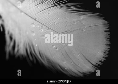 Flauschige Feder mit Wassertropfen auf schwarzem Hintergrund, Nahaufnahme Stockfoto