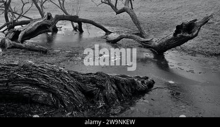 Umgestürzte Bäume in gefrorenem Hochwasser auf einem Feld an einem nebeligen Wintermorgen. Stockfoto