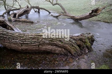 Umgestürzte Bäume in gefrorenem Hochwasser auf einem Feld an einem nebeligen Wintermorgen. Stockfoto