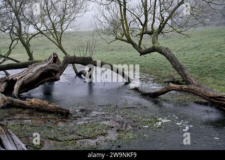 Umgestürzte Bäume in gefrorenem Hochwasser auf einem Feld an einem nebeligen Wintermorgen. Stockfoto