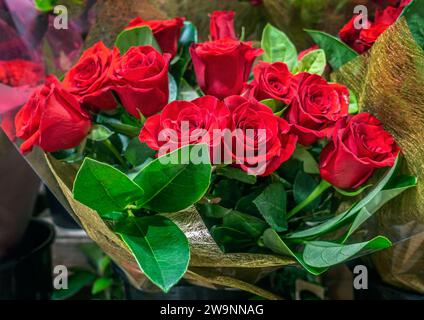 Ein Blumenstrauß roter Rosen, gewickelt zum Valentinstag oder Muttertag, einschließlich grünem Laub. Stockfoto