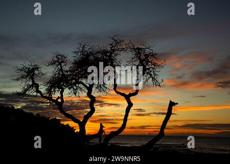 Baum Sonnenuntergang, Holoholokai Beach Park, Mauna Lani, Hawaii Stockfoto