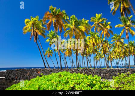 Die Chinesische Mauer mit Palmen, Puuhonua o Honaunau National Historical Park, Hawaii Stockfoto