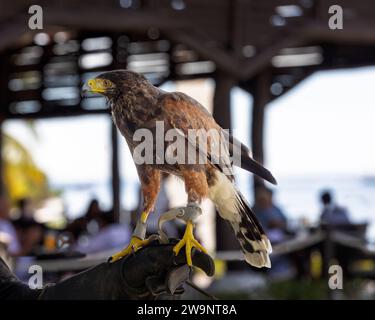 Ein Harris Hawk, der auf seinem Handschuh sitzt. Stockfoto