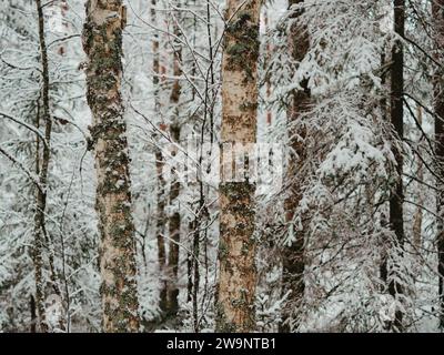 Verschneiten Wald im winter Stockfoto
