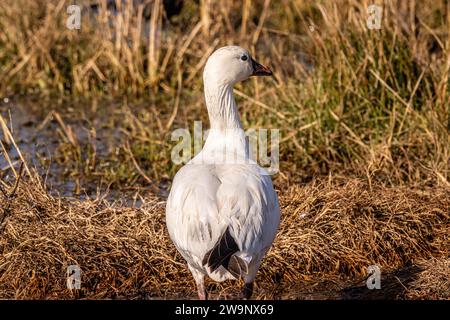 A Ross's Gans posiert für sein Porträt im Merced National Wildlife Refuge im Central Valley von Kalifornien Stockfoto