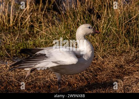 A Ross's Gans posiert für sein Porträt im Merced National Wildlife Refuge im Central Valley von Kalifornien Stockfoto