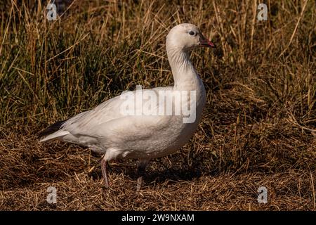 A Ross's Gans posiert für sein Porträt im Merced National Wildlife Refuge im Central Valley von Kalifornien Stockfoto