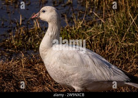 A Ross's Gans posiert für sein Porträt im Merced National Wildlife Refuge im Central Valley von Kalifornien Stockfoto