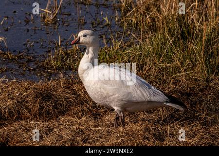 A Ross's Gans posiert für sein Porträt im Merced National Wildlife Refuge im Central Valley von Kalifornien Stockfoto