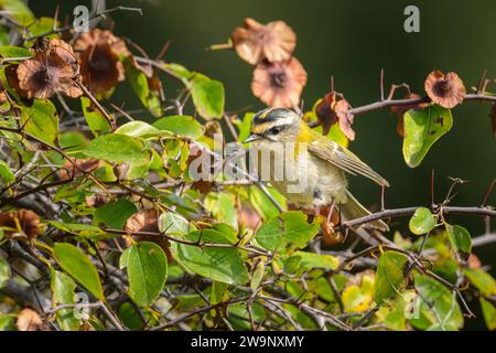 Ein gemeiner Firecrest, der auf einem Busch sitzt, sonniger Herbsttag in Cres (Kroatien) Stockfoto
