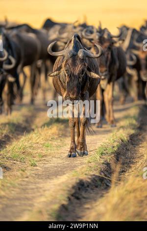 Das Blaugnus führt die Herde über die grasbewachsene Ebene Stockfoto