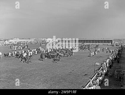 Auf der Royal Lancashire Show um 1960 reiteten sich die arbeitenden Pferde an, sowie kleinere Pferde mit Reitern und Rindern, die in der Hauptarena des Ausstellungsgeländes vorgeführt wurden. Hinter den Arbeitspferden befinden sich mehr Kühe – hochgehaltene Plakate zeigen an, dass es sich um Jersey- und Dairy Shorthorn-Rassen handelt. Die Royal Lancashire Show (RLS) ist eine Landwirtschaftsshow, die jedes Jahr in Lancashire, England, stattfindet. Die Show wird von der Royal Lancashire Agricultural Society (RLAS) organisiert und ist eine der ältesten in Großbritannien, die erstmals 1767 stattfindet. Von 1954 bis 1972 fand die Show im Stanley Park in Blackpool statt – ein Vintage-Foto aus den 1950er/60er Jahren. Stockfoto