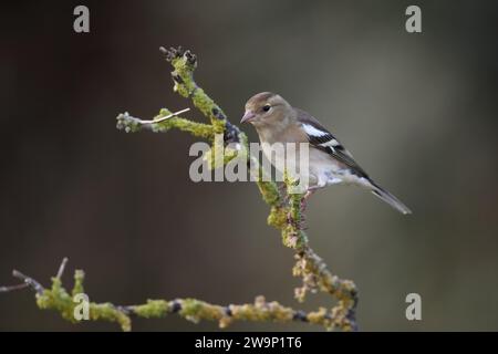 Chaffinch, Fringilla coelebs, weiblich in Mid Wales, großbritannien Stockfoto