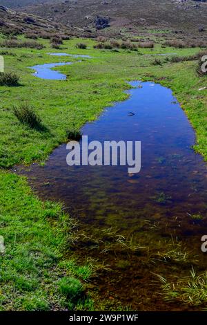 Ein ruhiger, schmaler Bach schlängelt sich durch eine üppig grüne Wiese mit sanften Hügeln. Stockfoto