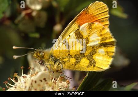 Die orangefarbene Spitze der Provence (Anthocharis euphenoides) ist ein Schmetterling, der auf der Iberischen Halbinsel, Südfrankreich und Italien beheimatet ist. Erwachsener Mann. Stockfoto