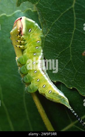 Der Kutte (Cerura vinula) ist eine Motte, die in Europa, Nordafrika und einem Teil Asiens beheimatet ist. Caterpillar. Stockfoto