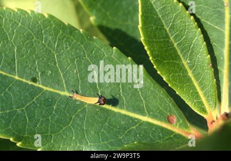 zweischwanzpascha (Charaxes jasius) ist ein Schmetterling, der in Südeuropa und Afrika beheimatet ist. Caterpillar gerade aus dem Ei. Stockfoto