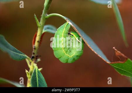 zweischwanzpascha (Charaxes jasius) ist ein Schmetterling, der in Südeuropa und Afrika beheimatet ist. Caterpillar bereit, die Chrysalis zu machen. Stockfoto