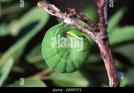 zweischwanzpascha (Charaxes jasius) ist ein Schmetterling, der in Südeuropa und Afrika beheimatet ist. Caterpillar bereit, die Chrysalis zu machen. Stockfoto