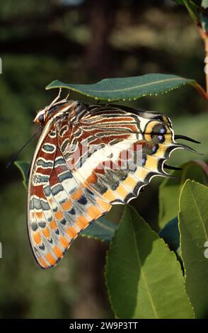 zweischwanzpascha (Charaxes jasius) ist ein Schmetterling, der in Südeuropa und Afrika beheimatet ist. Erwachsene. Stockfoto