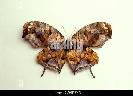 Tiger Leafwing (Consul fabius oder Consul hippona) ist ein Schmetterling, der im tropischen Amerika von Mexiko bis Brasilien beheimatet ist. Ventrale Oberfläche. Stockfoto