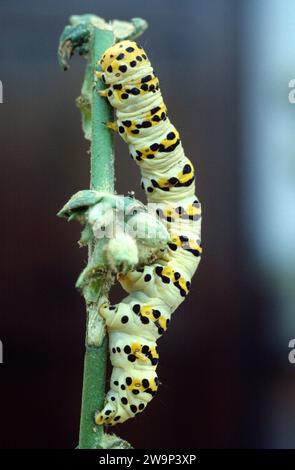 Die Königskerze (Cucullia verbacci) ist eine in Eurasien und Nordafrika heimische Motte. Caterpillar. Stockfoto