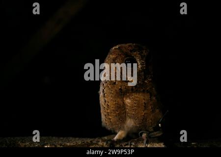 Porträt Nahaufnahme von Eulen in der Nacht Stockfoto