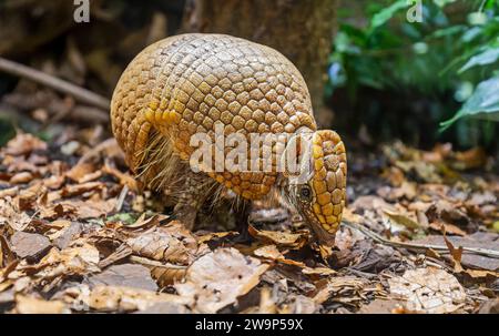 Nahaufnahme eines südlichen dreibändigen Gürtelbootes (Tolypeutes matacus) Stockfoto